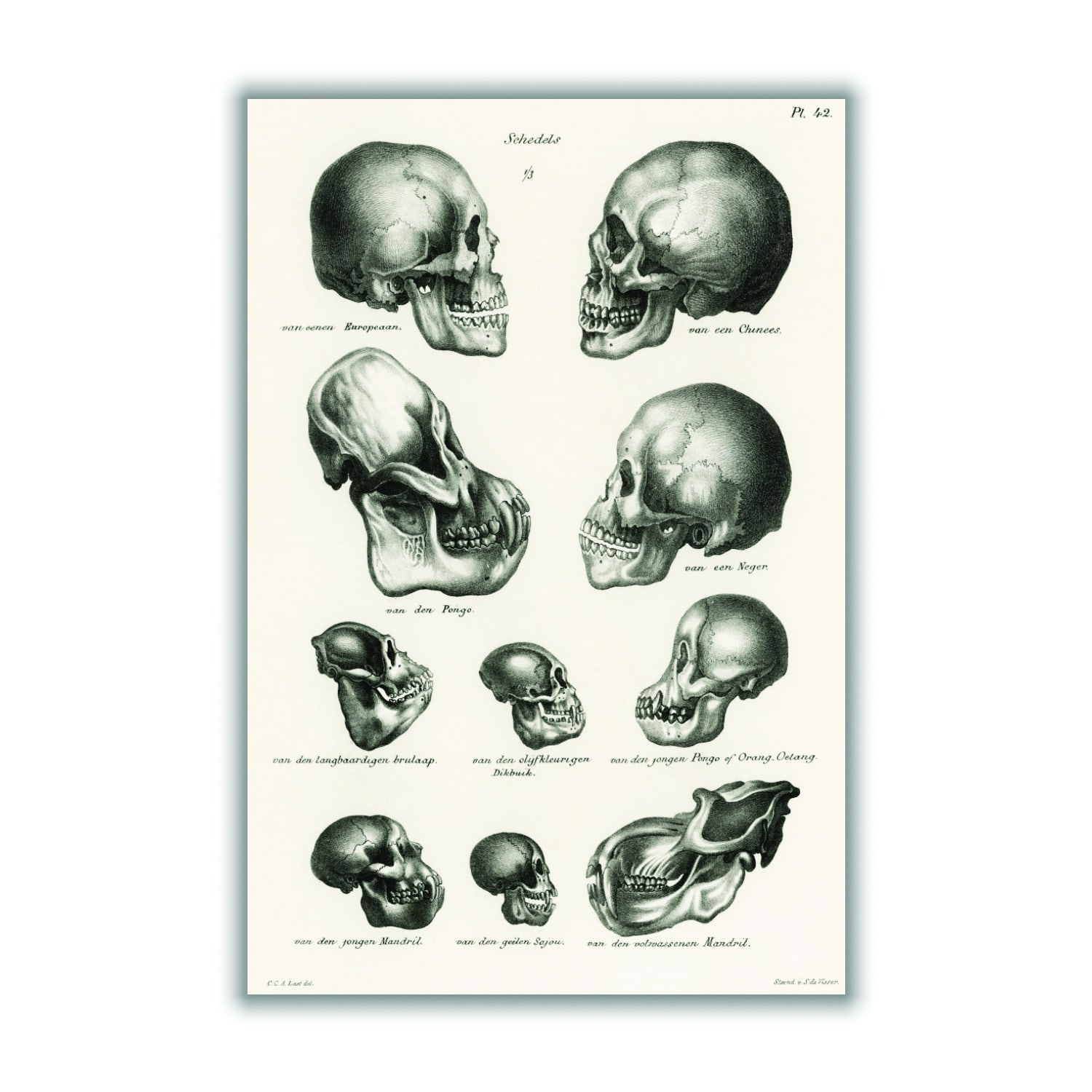 Neutrals Skulls A3 297 X 420Mm Stanley Print House