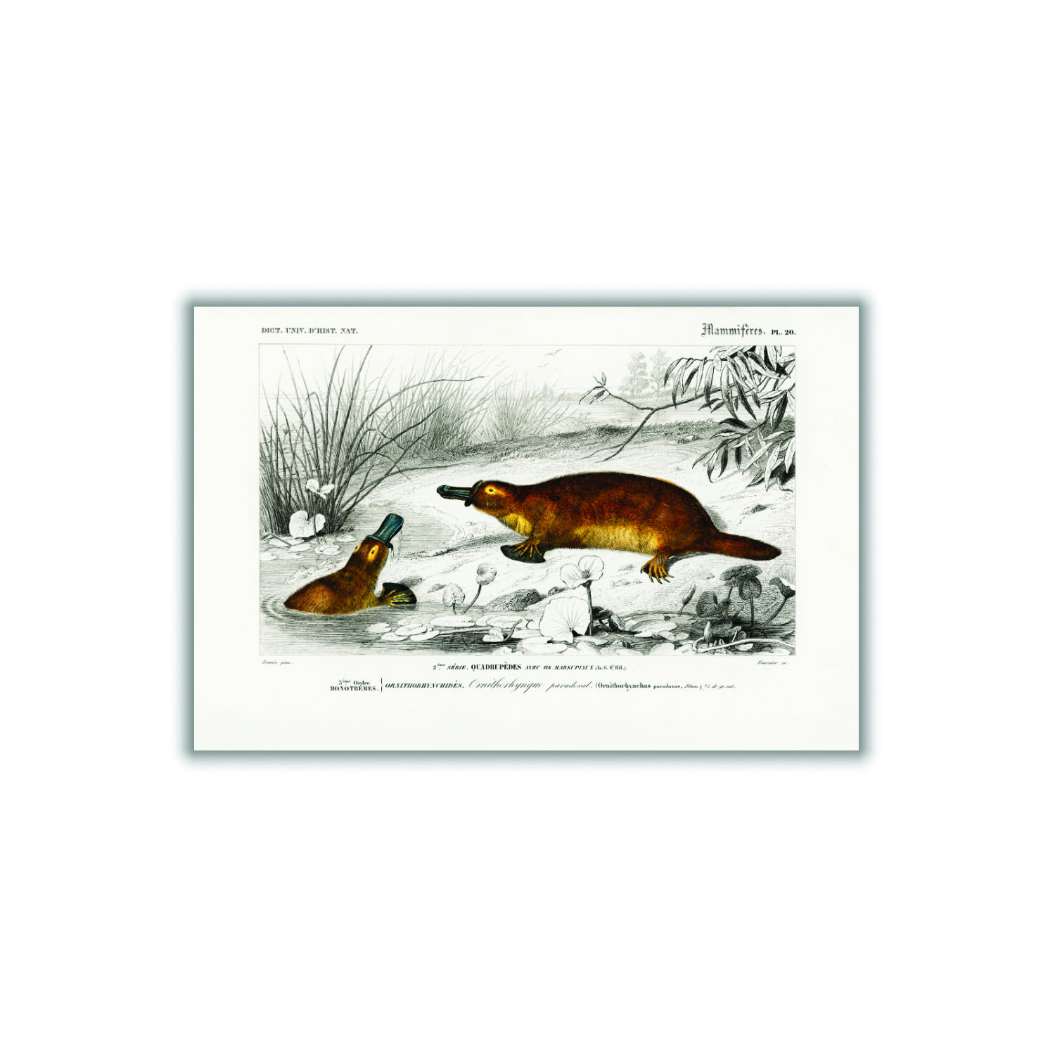 Brown Platypus Extra Small Stanley Print House