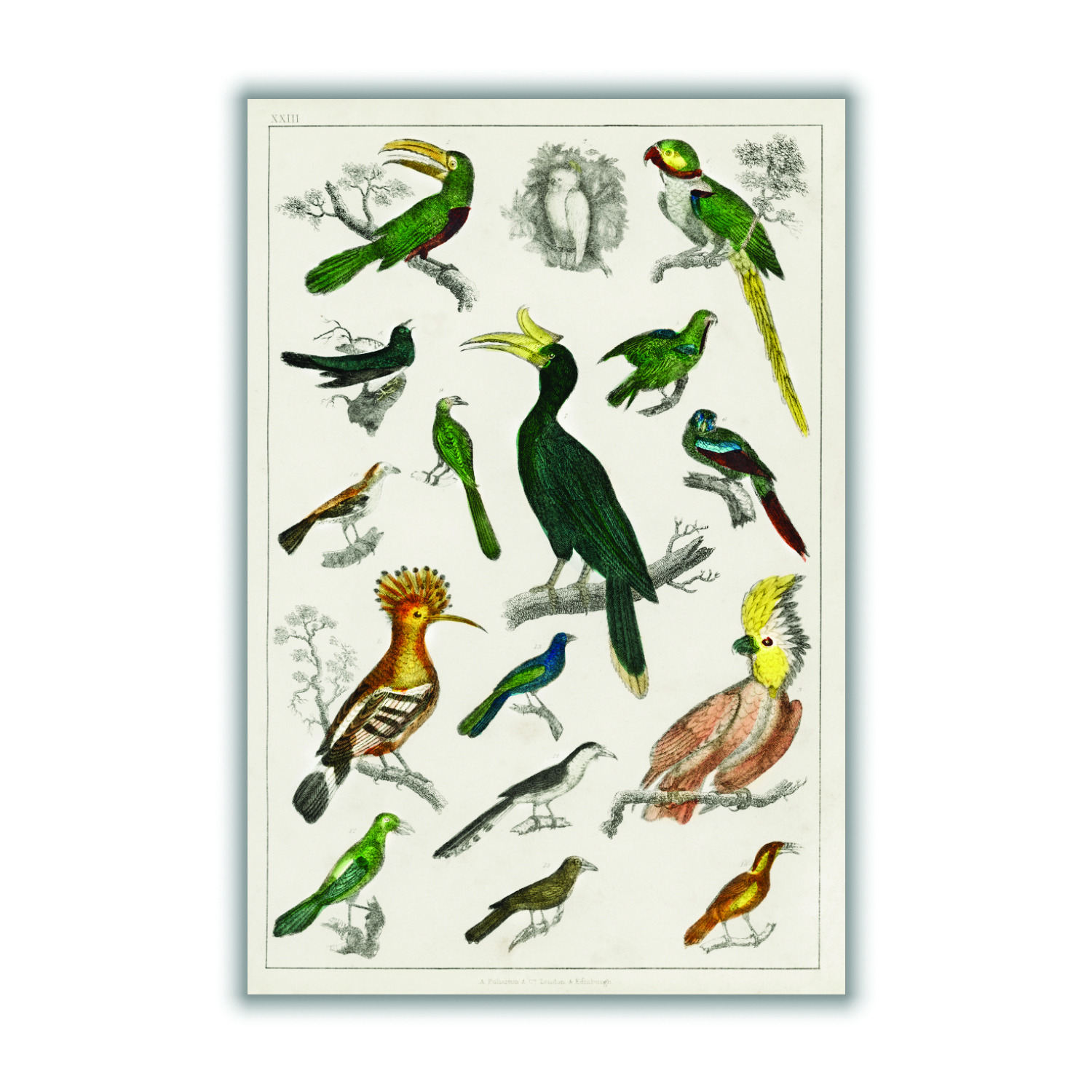 Brown Collection Of Birds Iiiii Print Small Stanley Print House