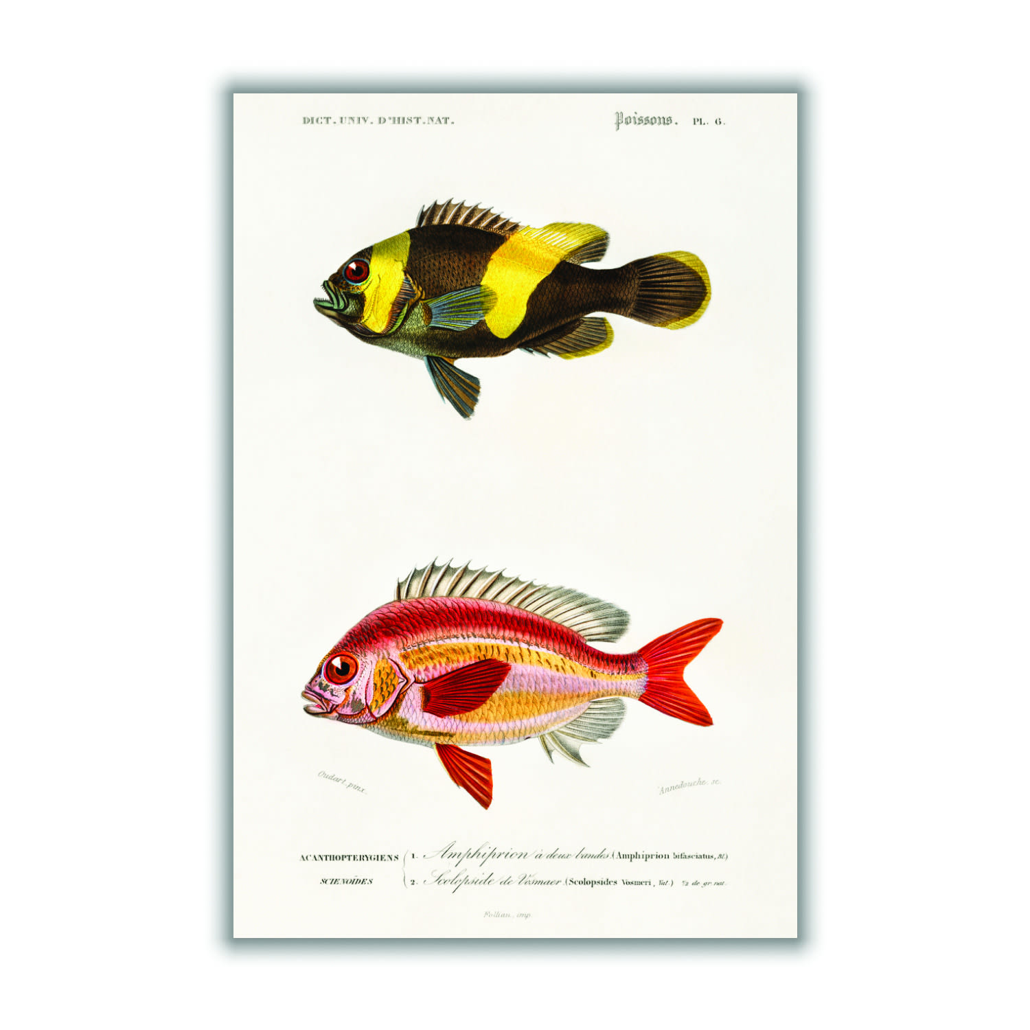 Yellow / Orange Types Of Fish Xxs Stanley Print House