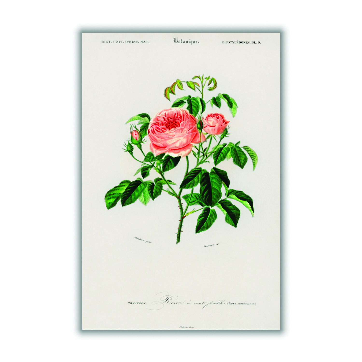 Green Cabbage Rose Xxs Stanley Print House