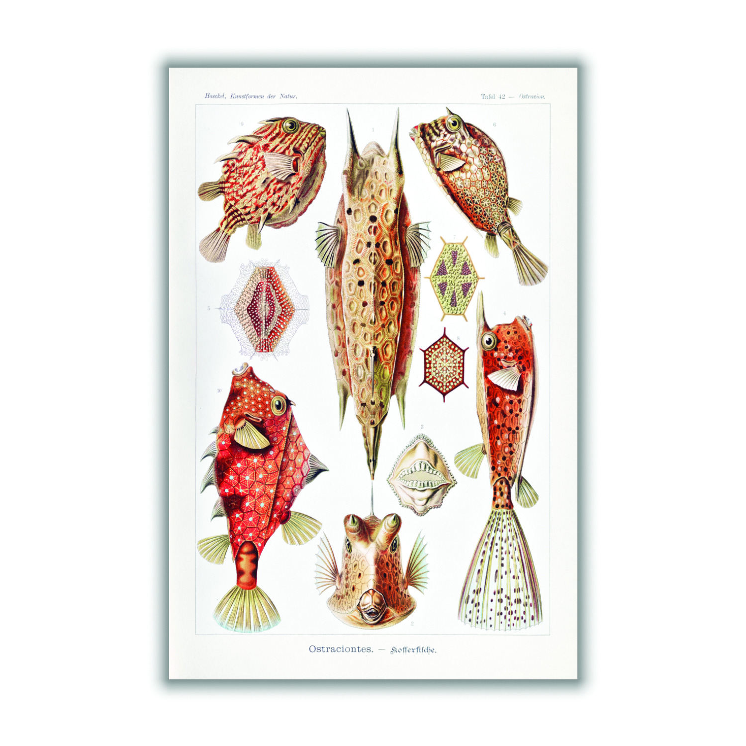 Red Ostraciontes-Kofferfilche By Ernst Haeckel A1 594 X 841Mm Stanley Print House