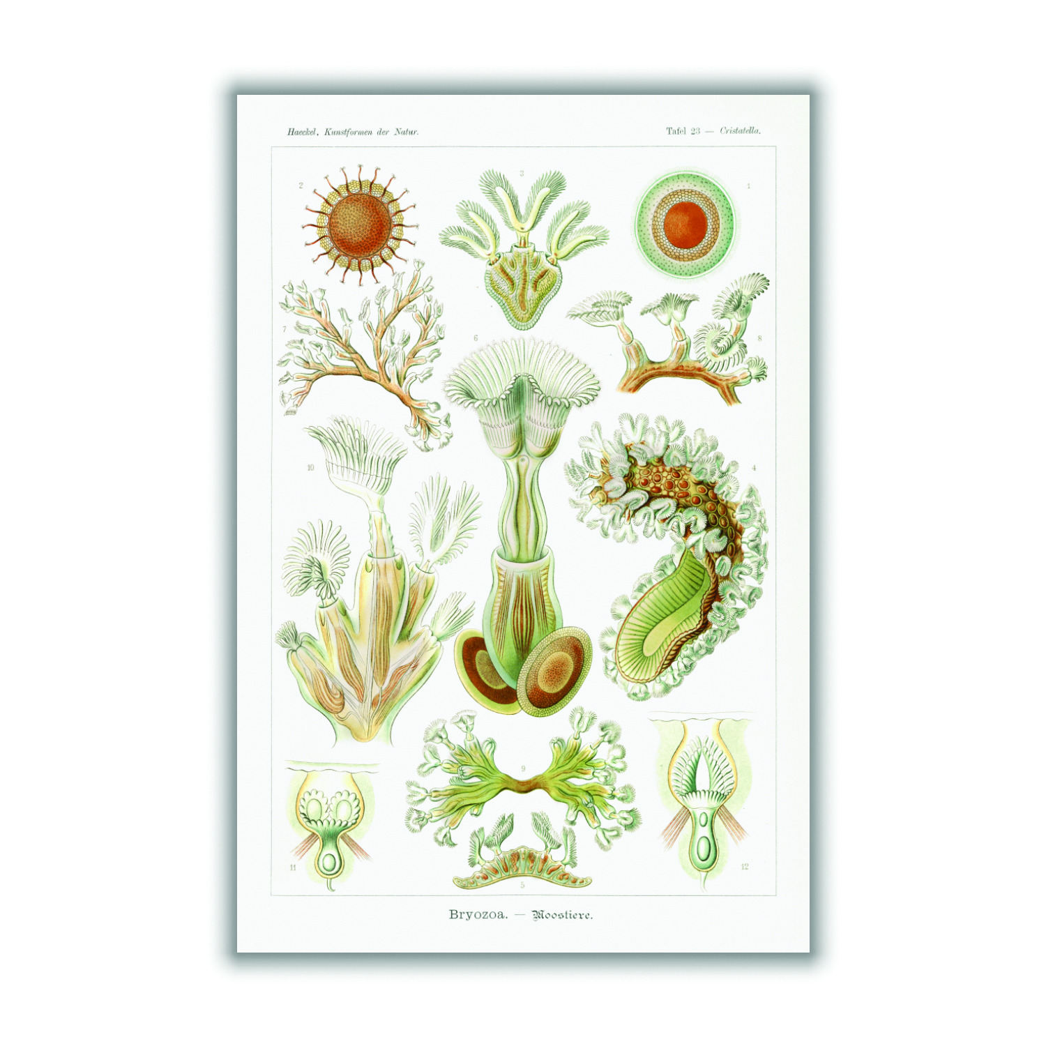 Bryozoa-Moostiere By Ernst Haeckel Extra Large Stanley Print House