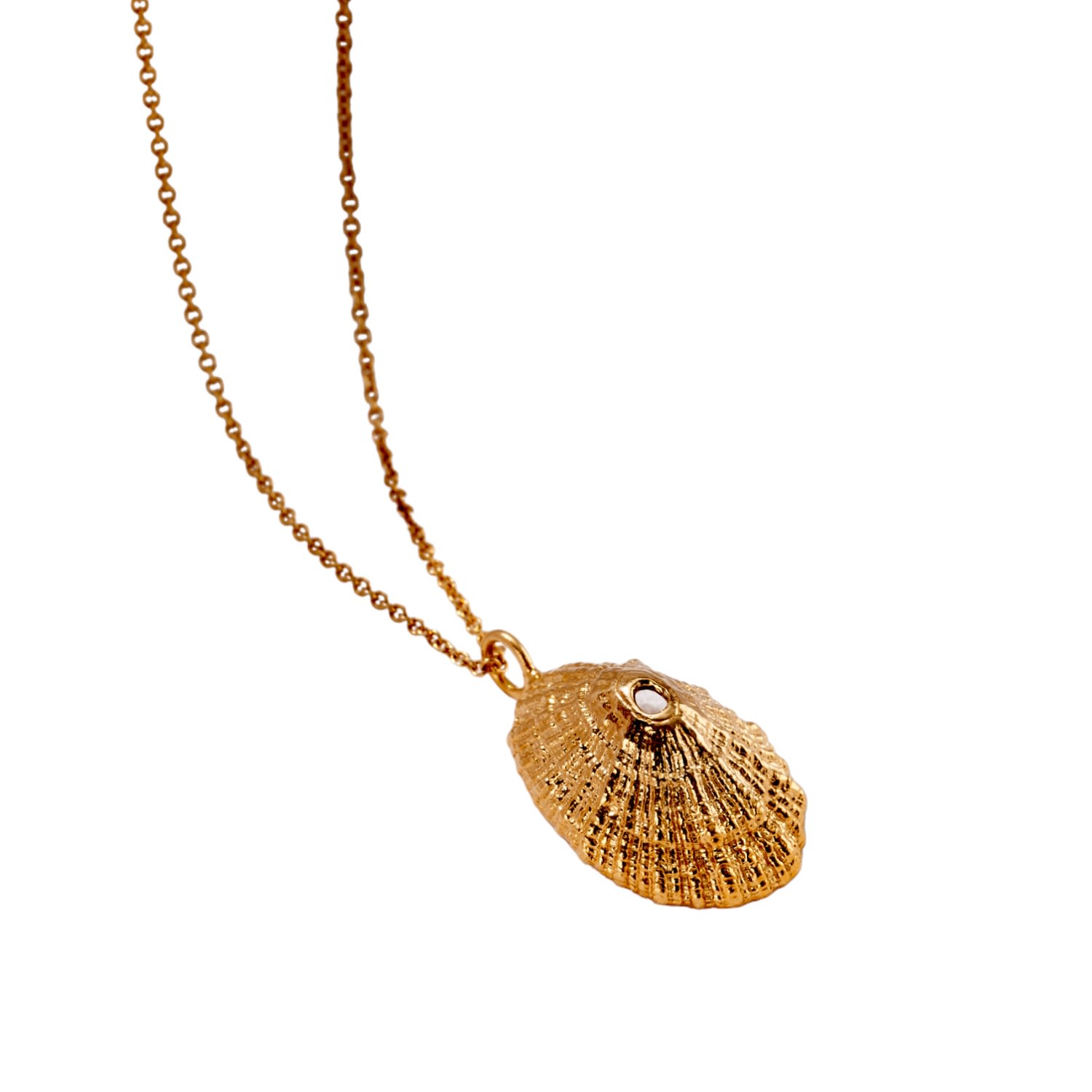 Women’s Yellow Gold Plated Limpet Shell Necklace Posh Totty Designs