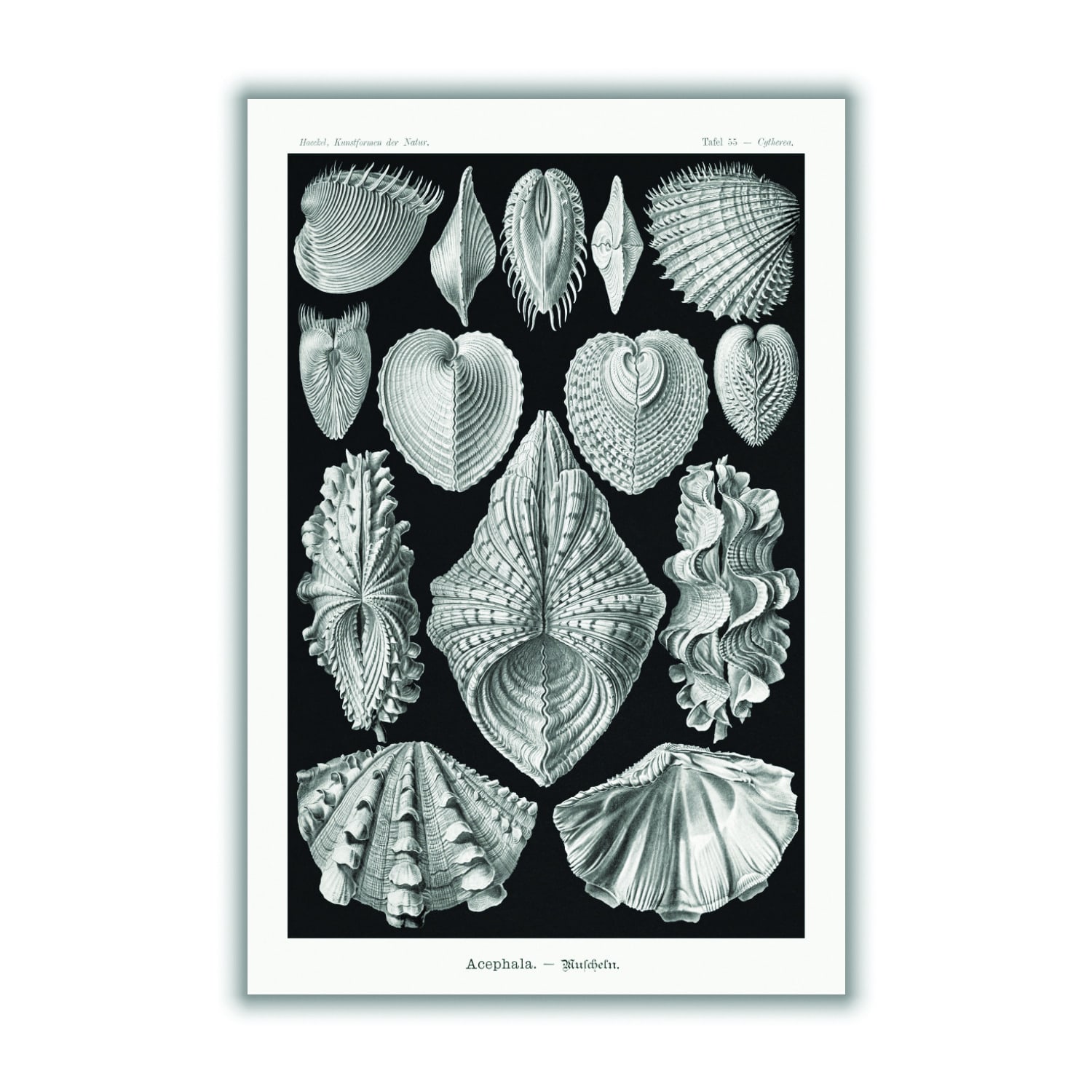 Grey Acephala-Muscheln By Ernst Haeckel A1 594 X 841Mm Stanley Print House