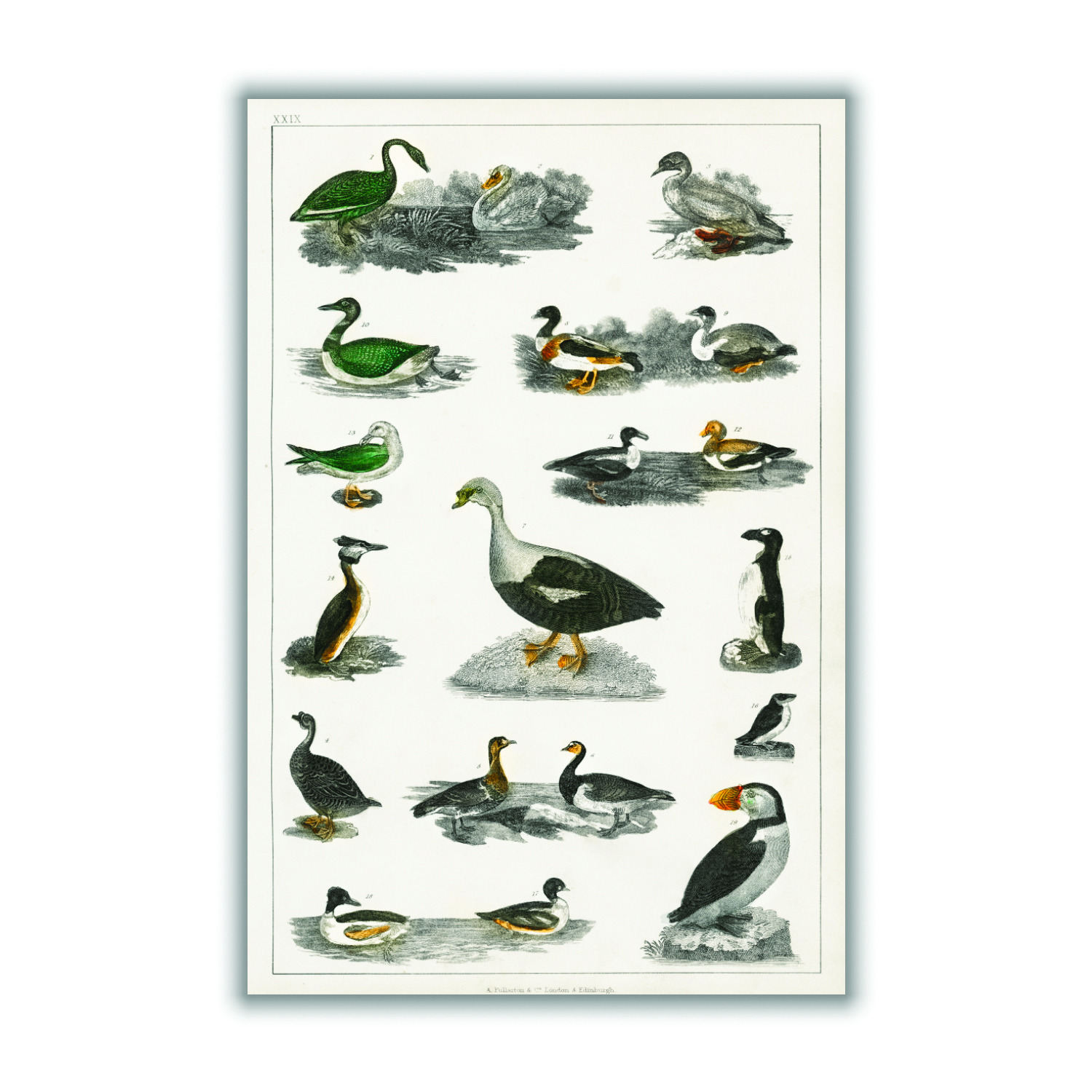 Grey Collection Of Birds I Print Medium Stanley Print House