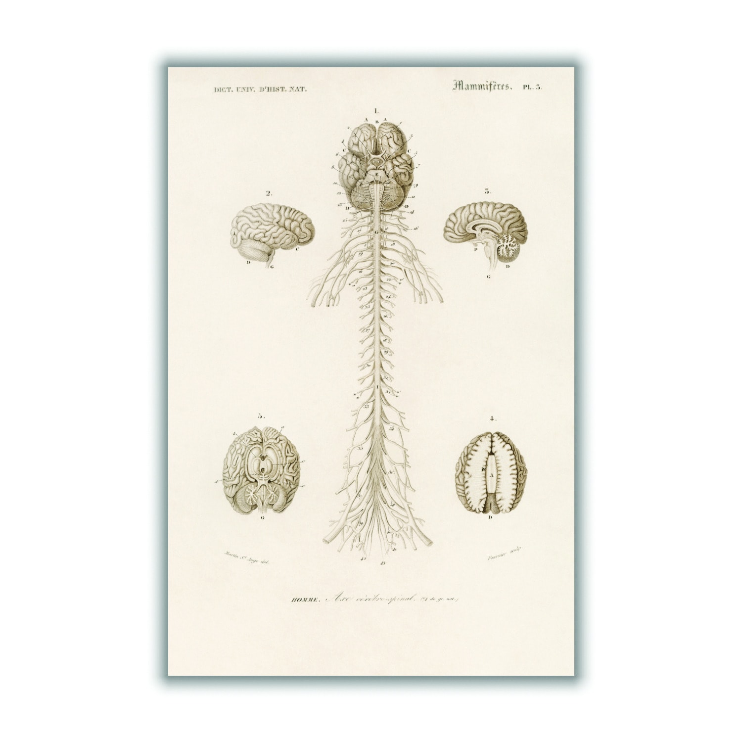 Neutrals Human Brain Illustration Print Xxs Stanley Print House