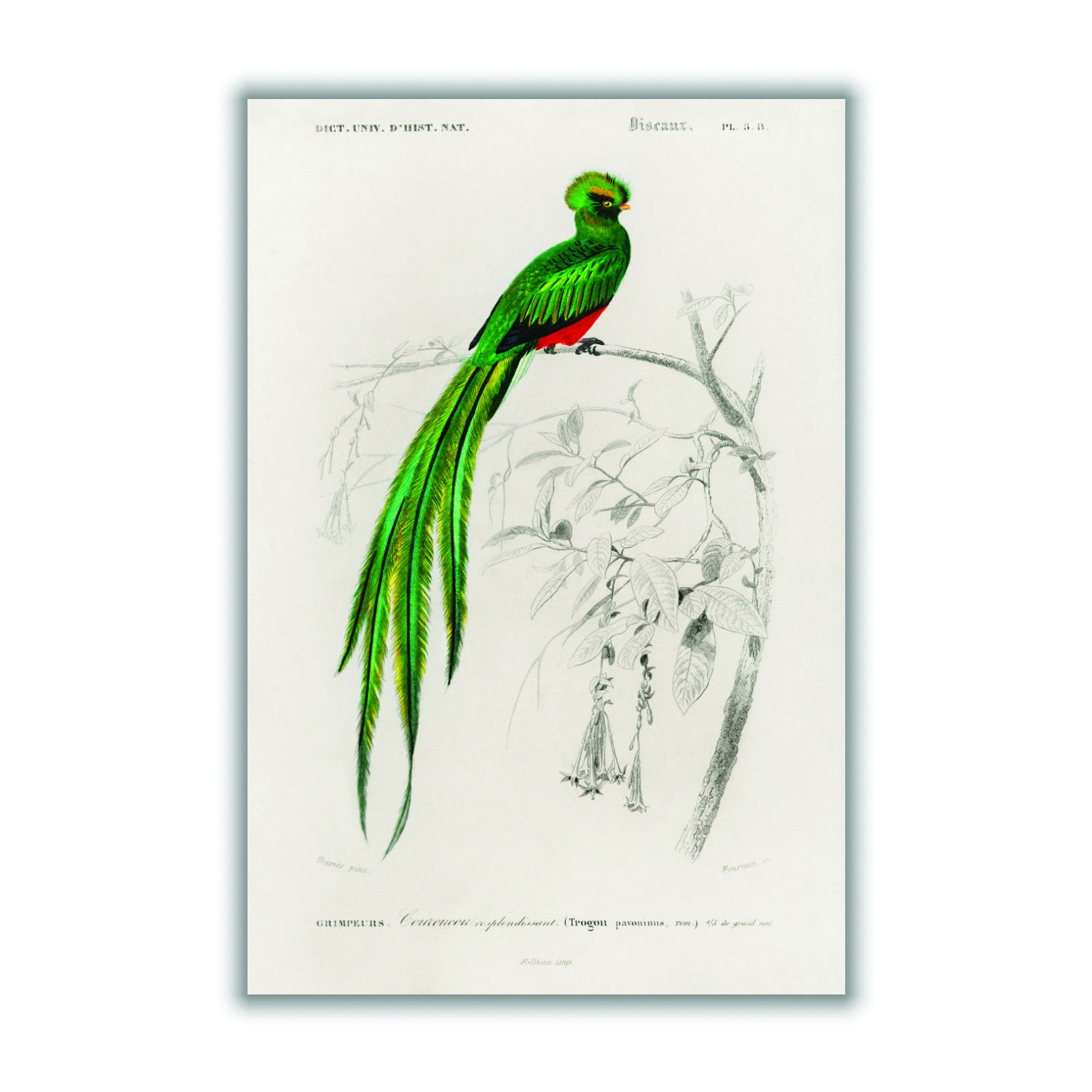 Green Pavonine Quetzal A4 210 X 297Mm Stanley Print House