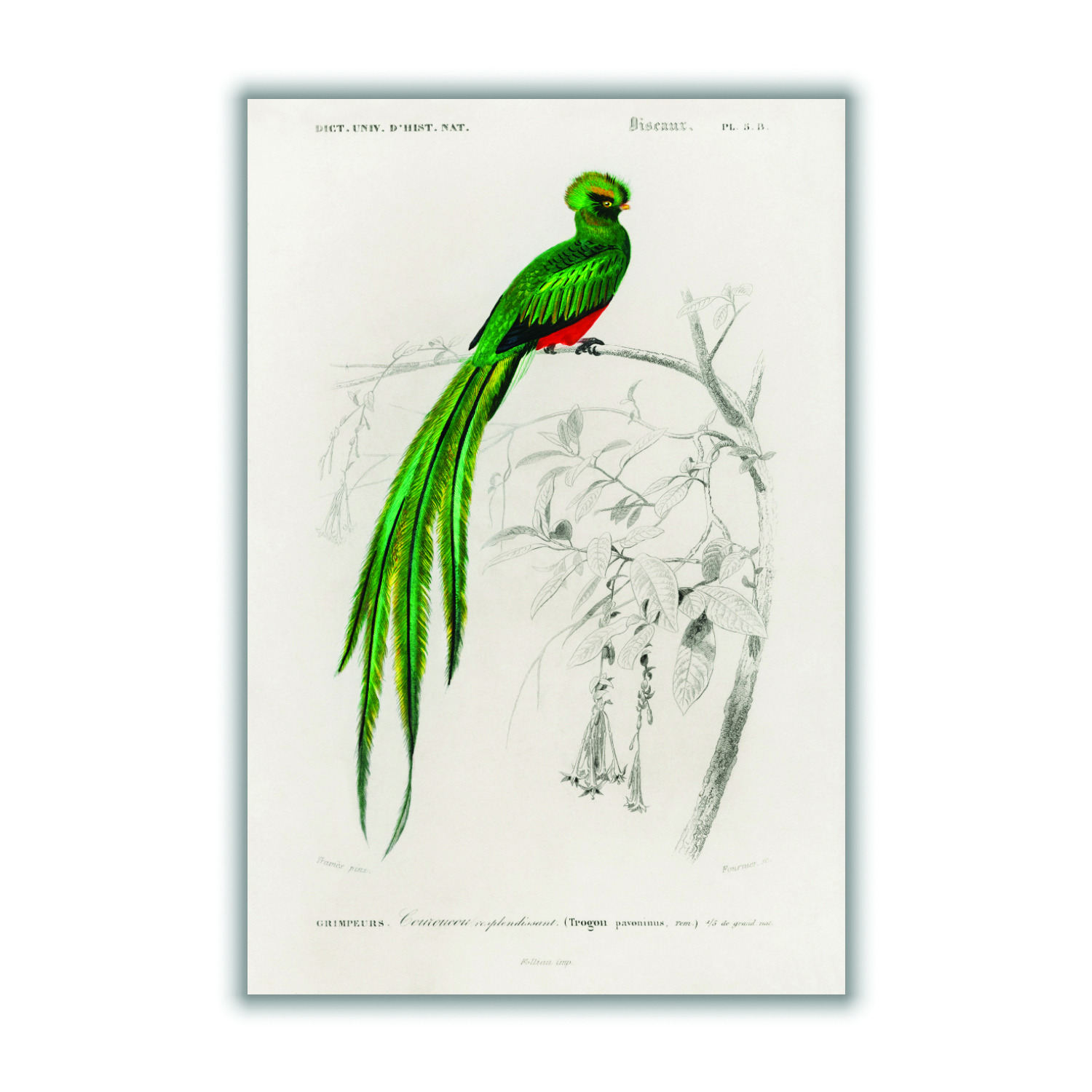 Green Pavonine Quetzal Xxs Stanley Print House