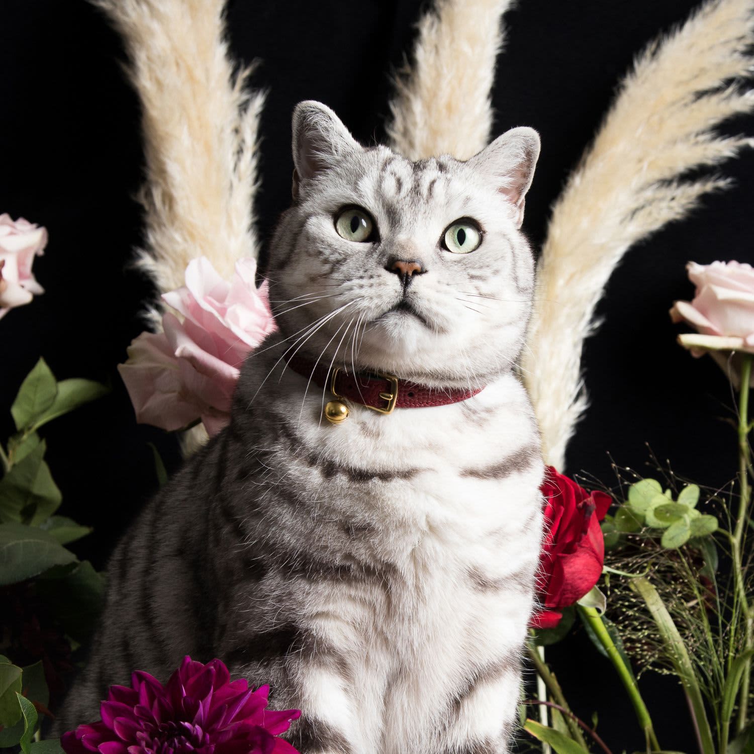 Caviar cat collar hot sale