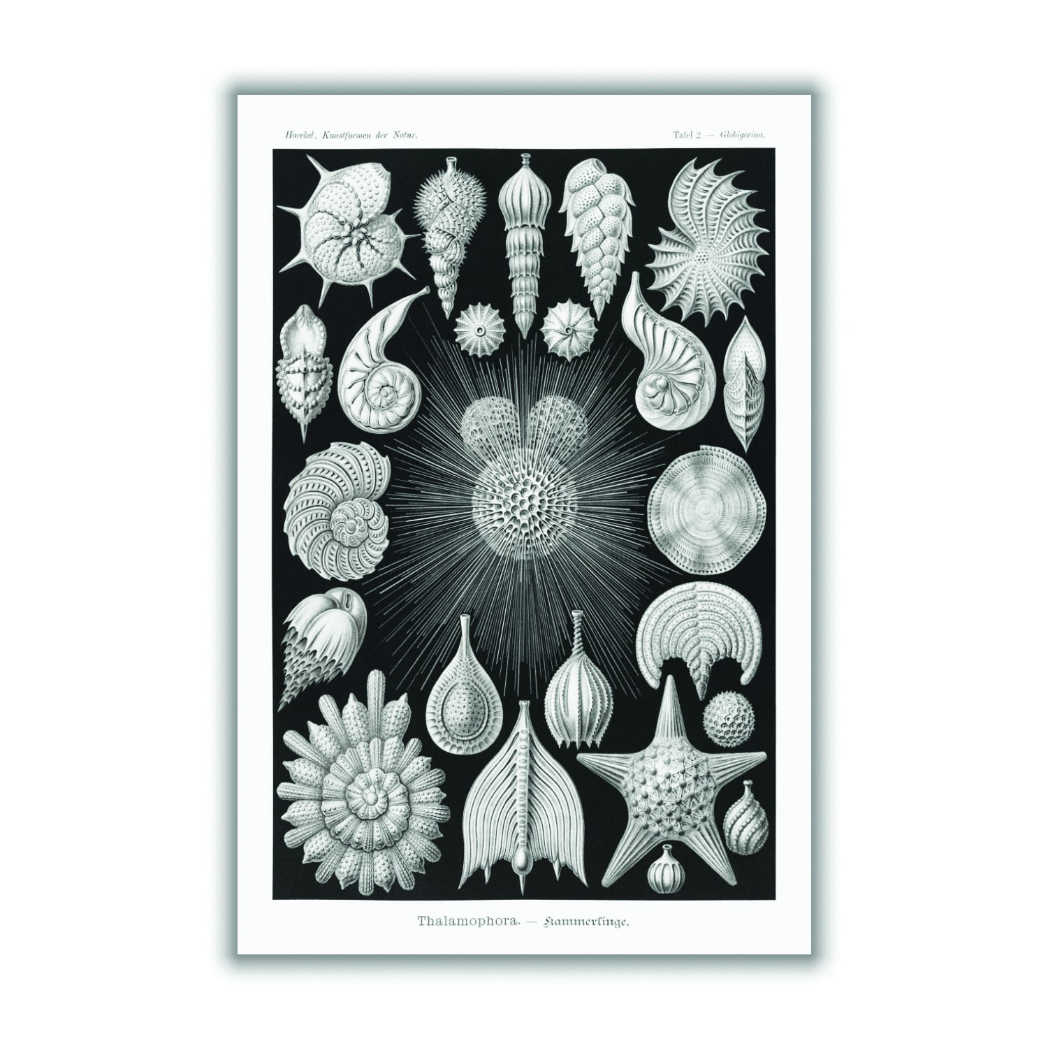 Grey Thalamophora-Kammerlinge I By Ernst Haeckel A2 420 X 594Mm Stanley Print House