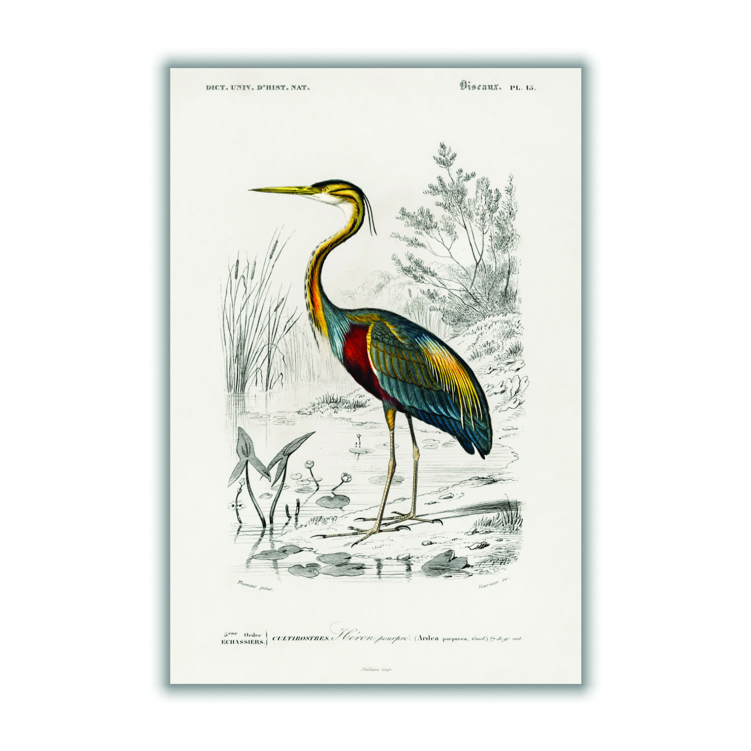 Purple Heron A4 210 X 297Mm Stanley Print House