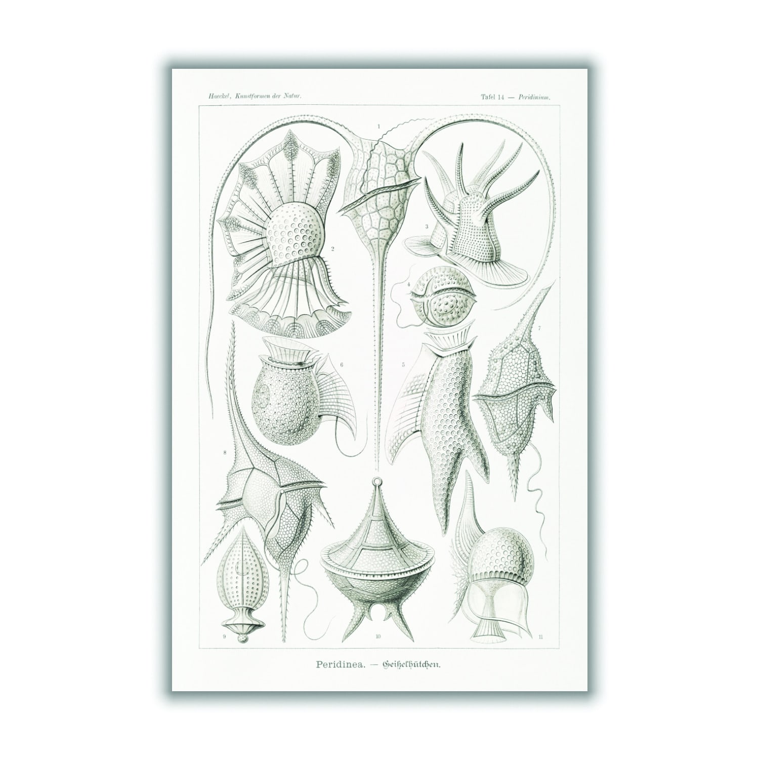 Grey Peridinea-GeikelhÃ¼tchen By Ernst Haeckel A3 297 X 420Mm Stanley Print House