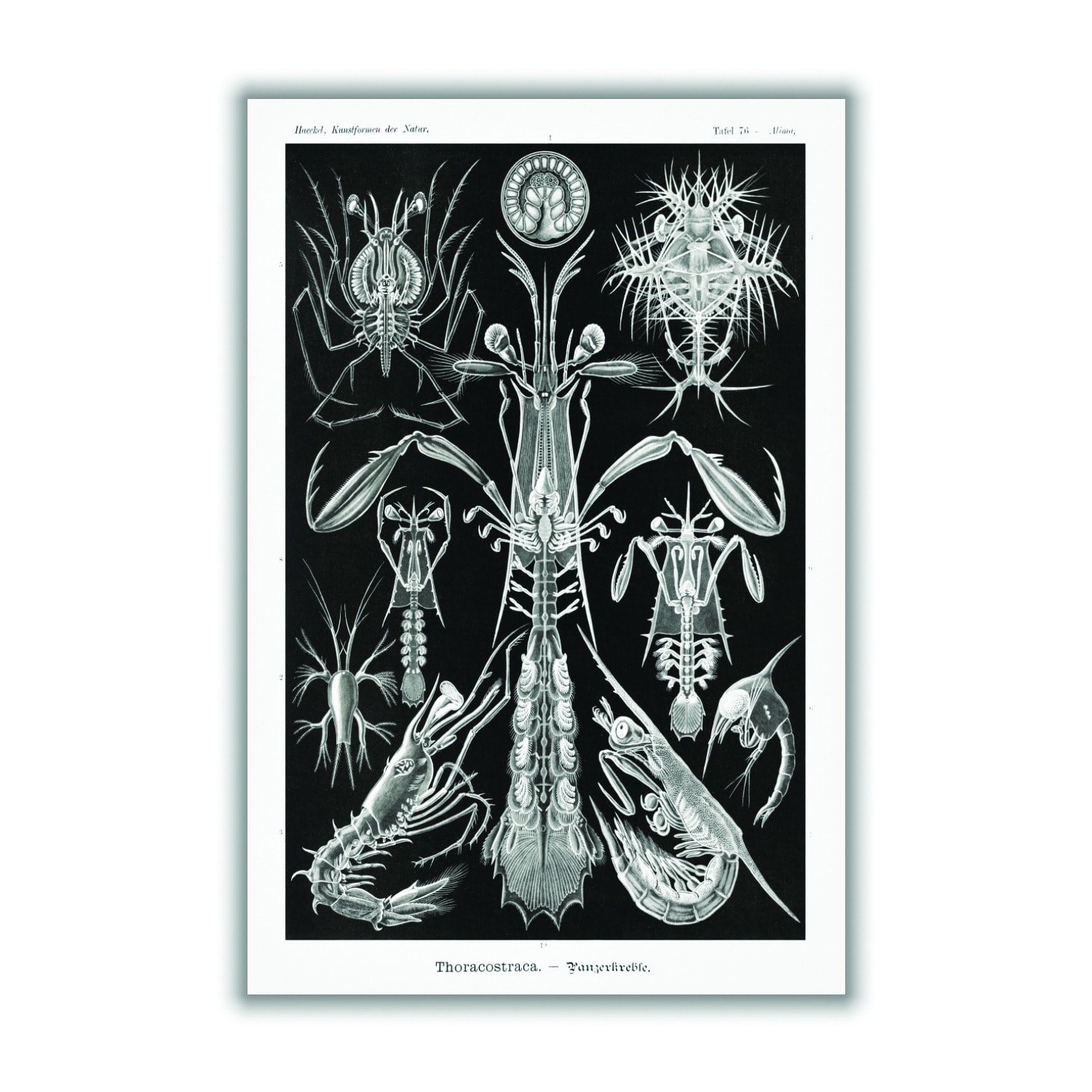 Grey Thoracostraca-Panzerkrebse By Ernst Haeckel Large Stanley Print House