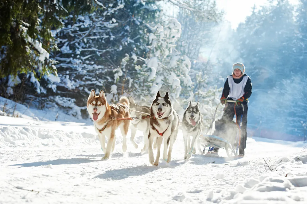 Aktivreise Huskys, Rentiere & Nordlichter