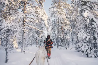 Sami mit Rentier