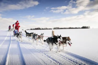 Huskysafari