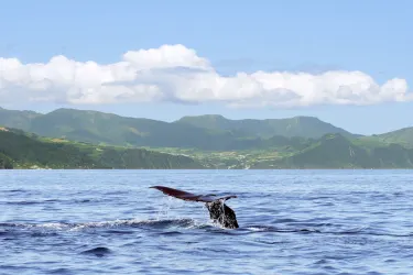 Whale watching, São Miguel