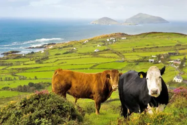 Ring of Kerry, Derrynane Bay