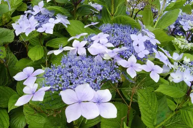 Hortensien