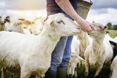 Besuch auf einer Schaffarm