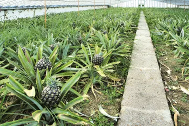 Ananasplantage