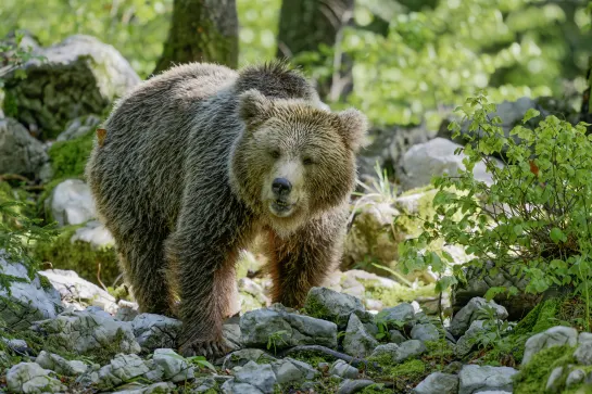 Braunbär im Polarpark in Bardu