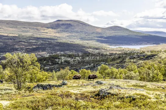 Dovrefjell Nationalpark
