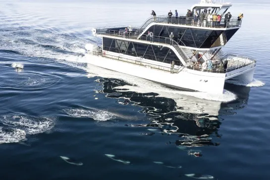 Fjord & Wildlife Cruise