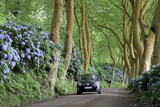 Straße gesäumt von Hortensien