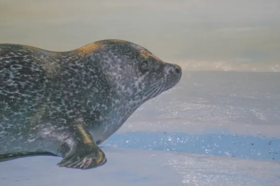 Polaria Arctic Center