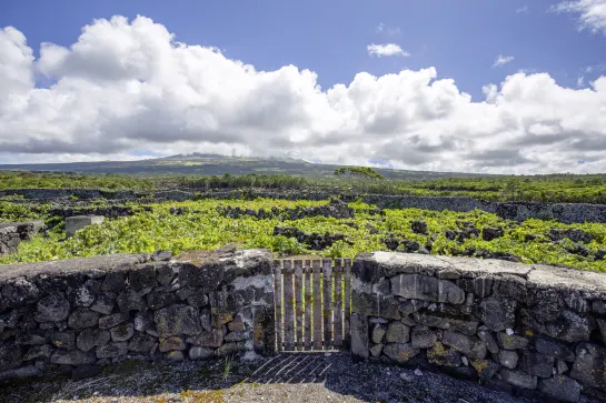 Aussicht auf den Weinanbau