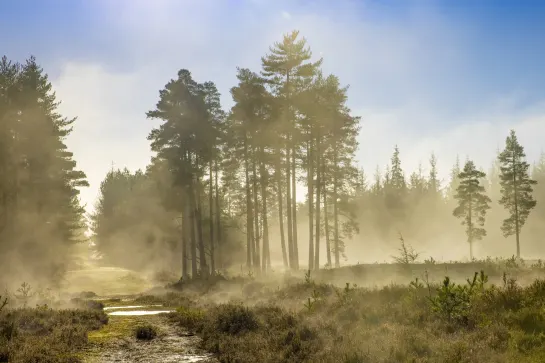 New Forest Nationalpark
