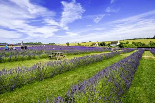 Lavendelfelder, Cotswolds