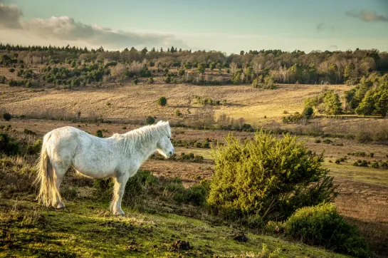 New Forest Nationalpark
