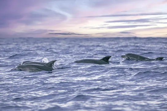 Wal- und Delfinbeobachtung