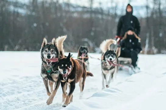 Huskyschlittensafari