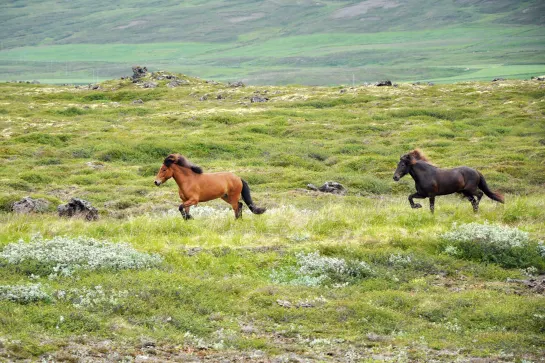 Islandpferde