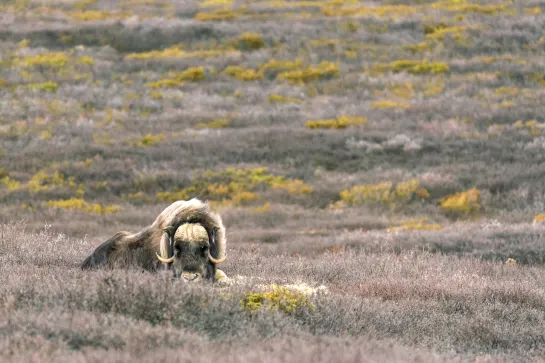 Moschusochse im Dovrefjell Nationalpark