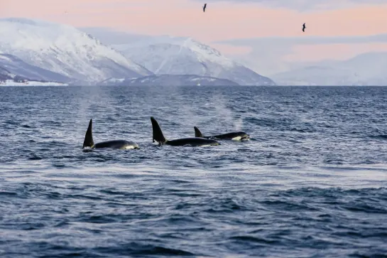 Orcas