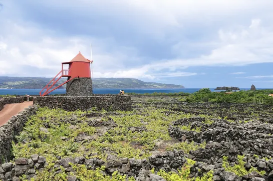 Weinanbaugebiet auf Pico