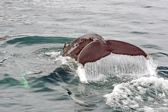 Walbeobachtungs-Tour