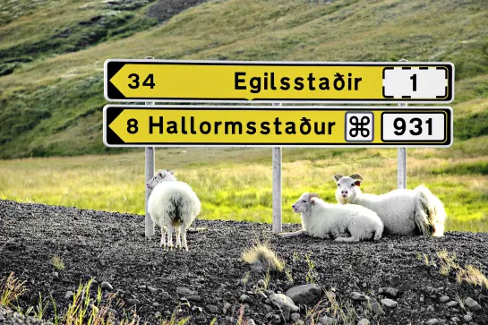 Schafe bei den zerklüfteten Ostfjorden