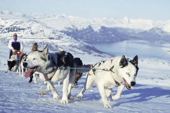 Hundeschlittensafari