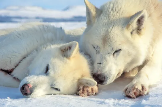 Soziale Tiere - die Huskys