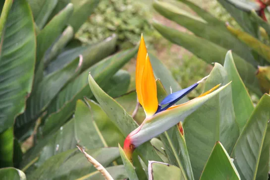 Strelitzia auch bekannt als Paradiesvogelblume