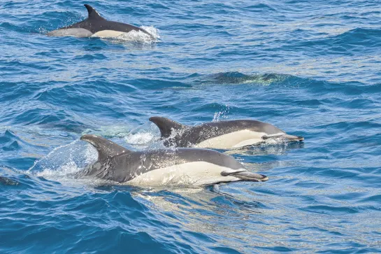 Delfine