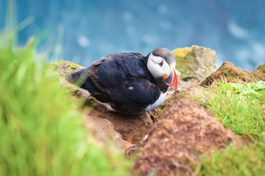 Vogelfelsen von Dyrholaey