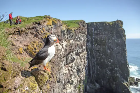 Felsenklippe Latrabjarg