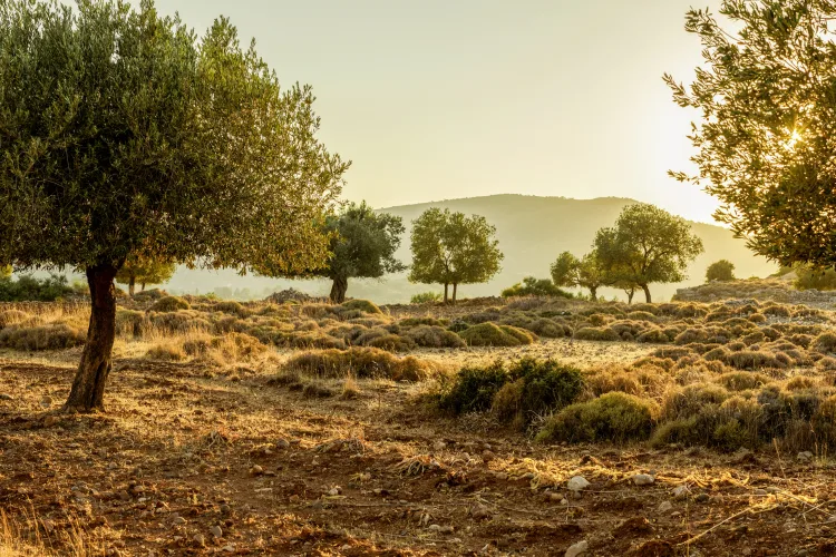 Olivenbäume